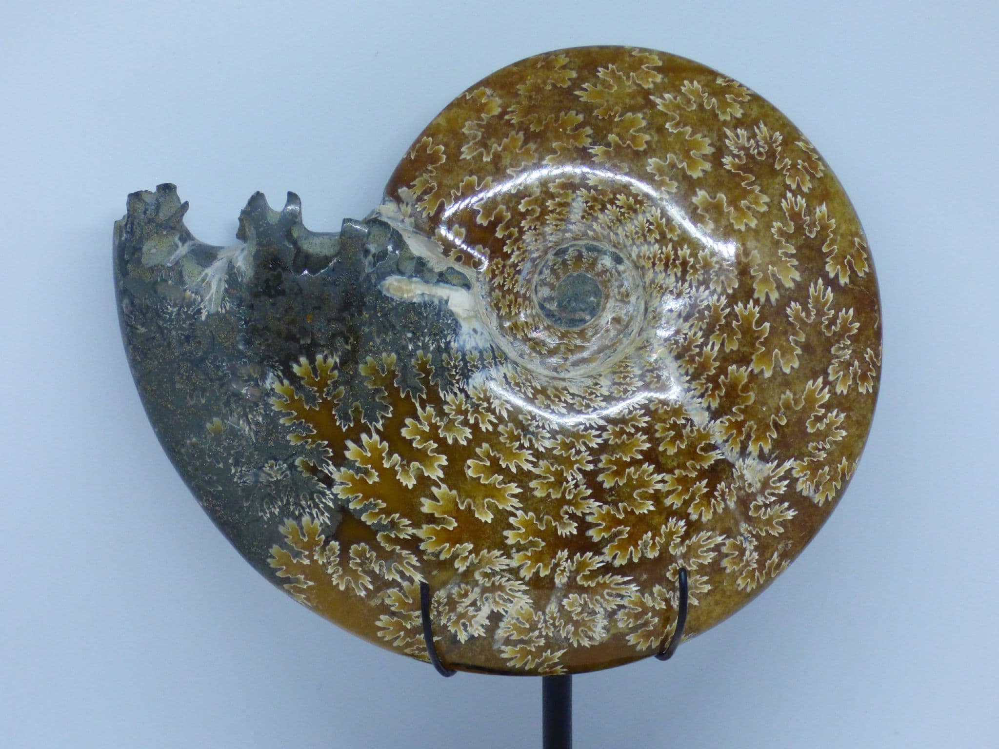 Whole Cretaceous Cleoniceras Ammonite Fossil 110 MYO with Hand Crafted Steel Display Stand-