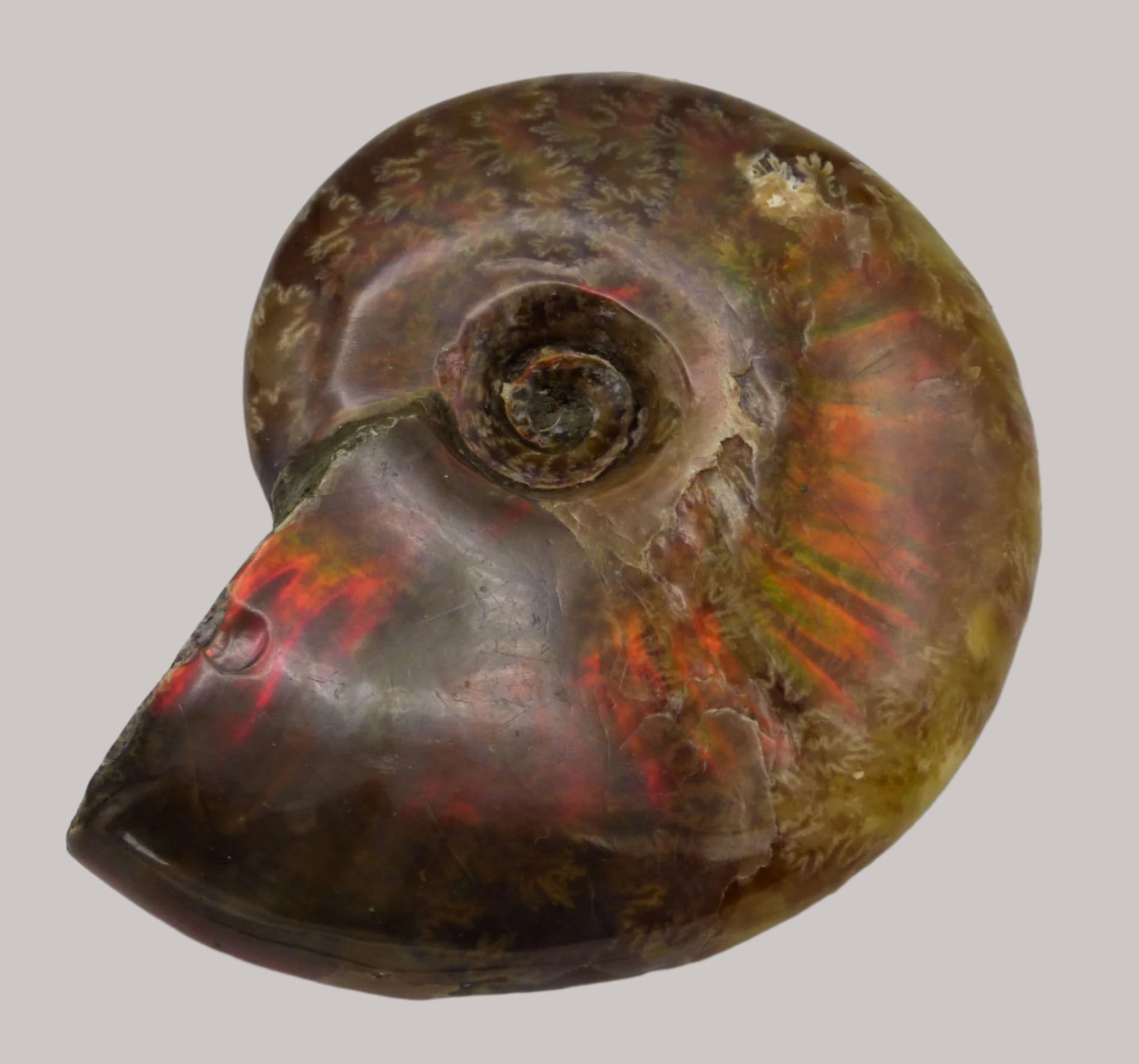 Whole Polished Cleoniceras Ammonite Fire Red Iridescent Fossil 4.9 cm