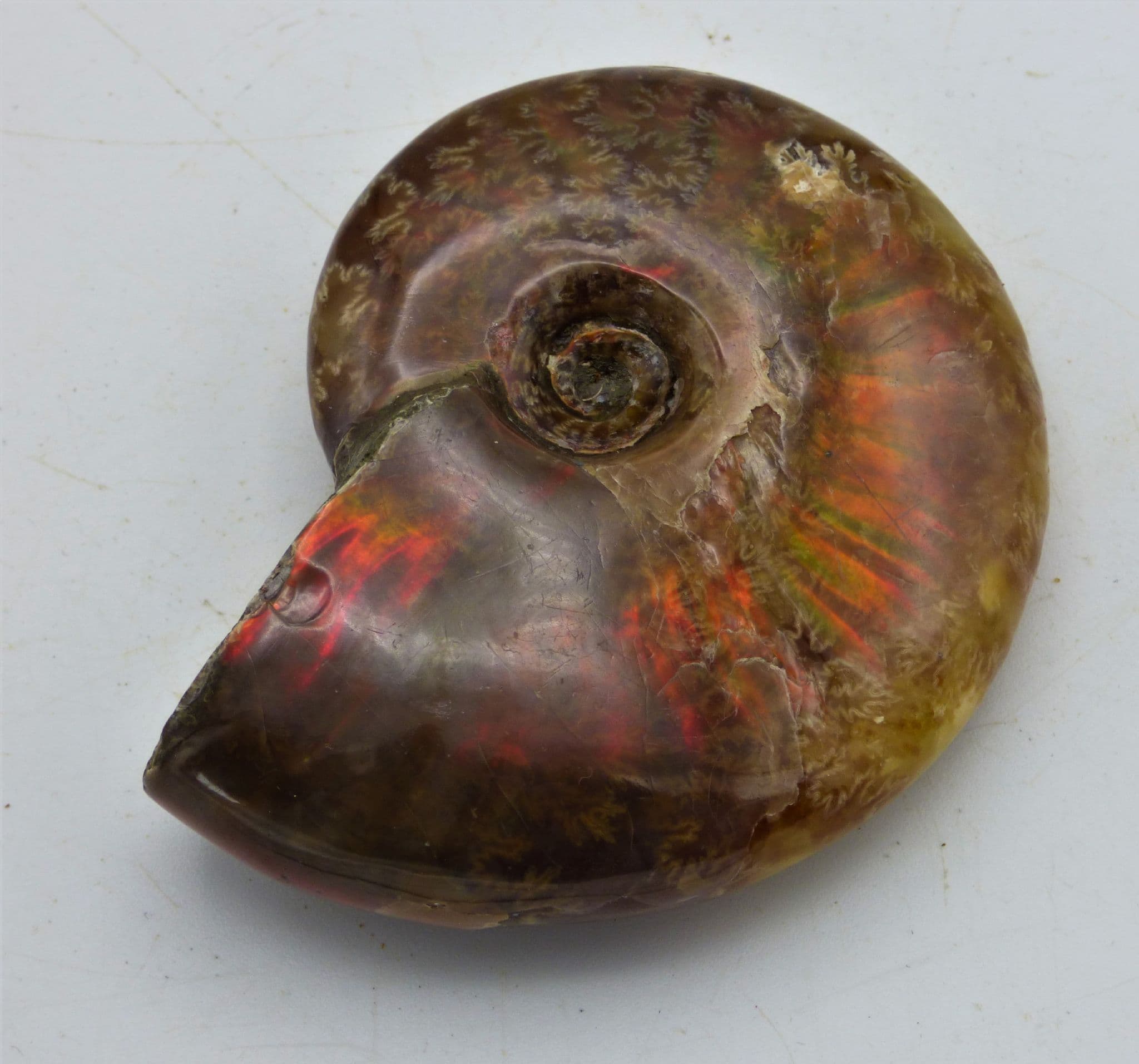 Whole Polished Cleoniceras Ammonite Fire Red Iridescent Fossil 4.9 cm