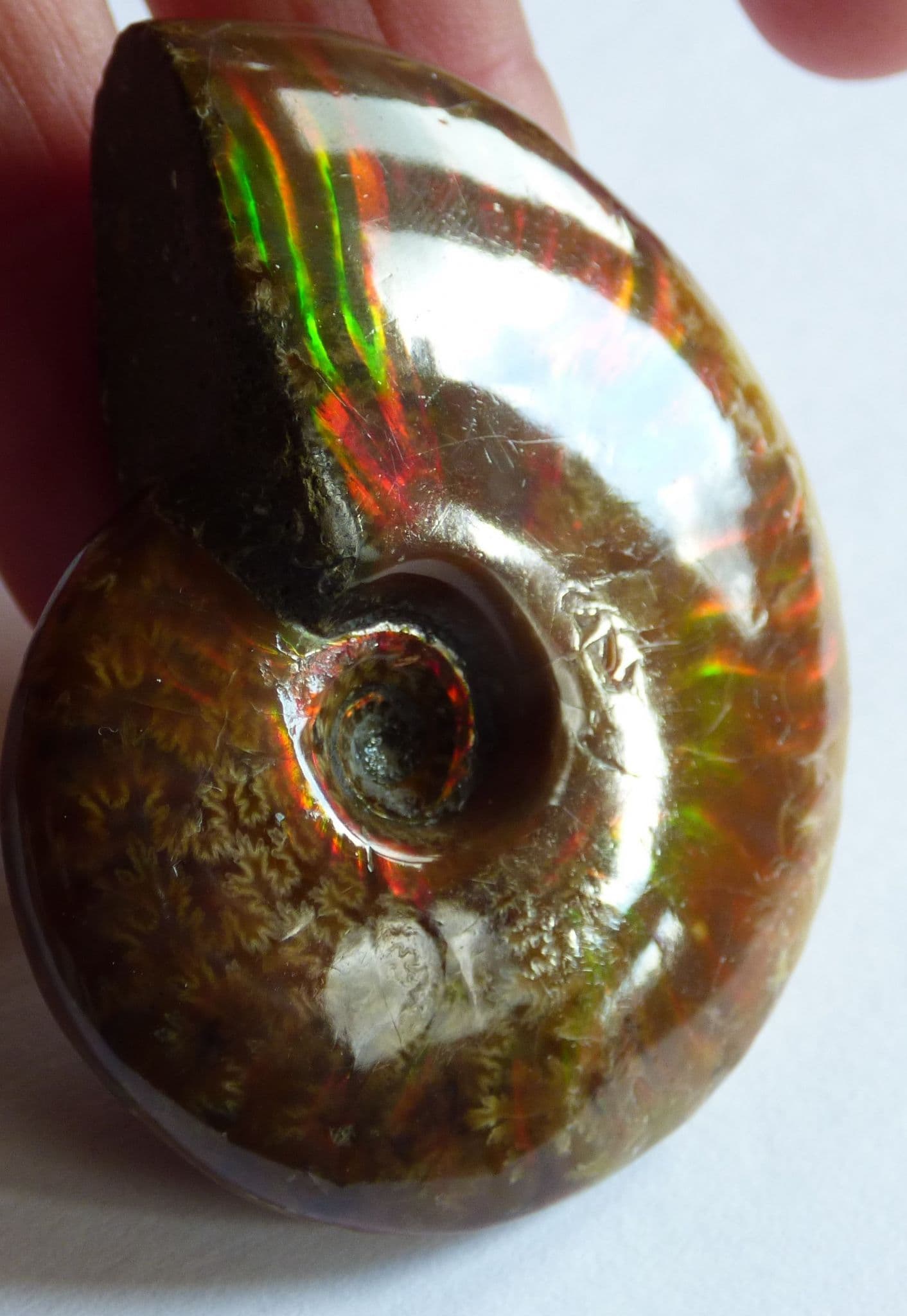 Whole Polished Cleoniceras Ammonite Fire Red Iridescent Fossil 4.9 cm