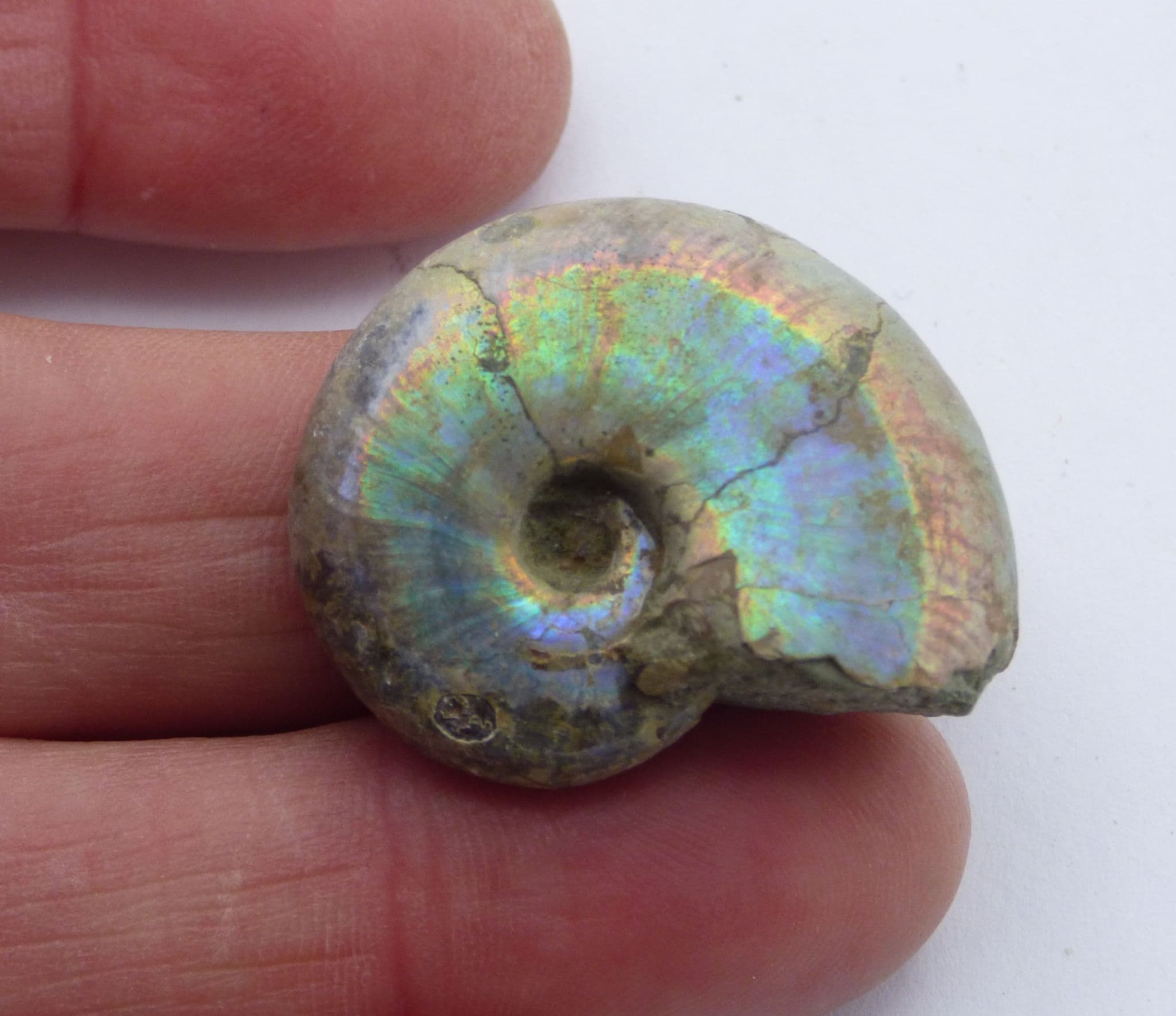 Whole Polished Fossil Ammonite Desmoceras Latidorsatum