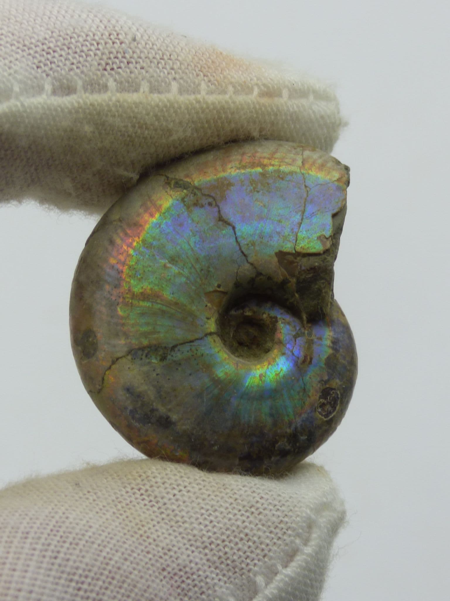 Whole Polished Fossil Ammonite Desmoceras Latidorsatum