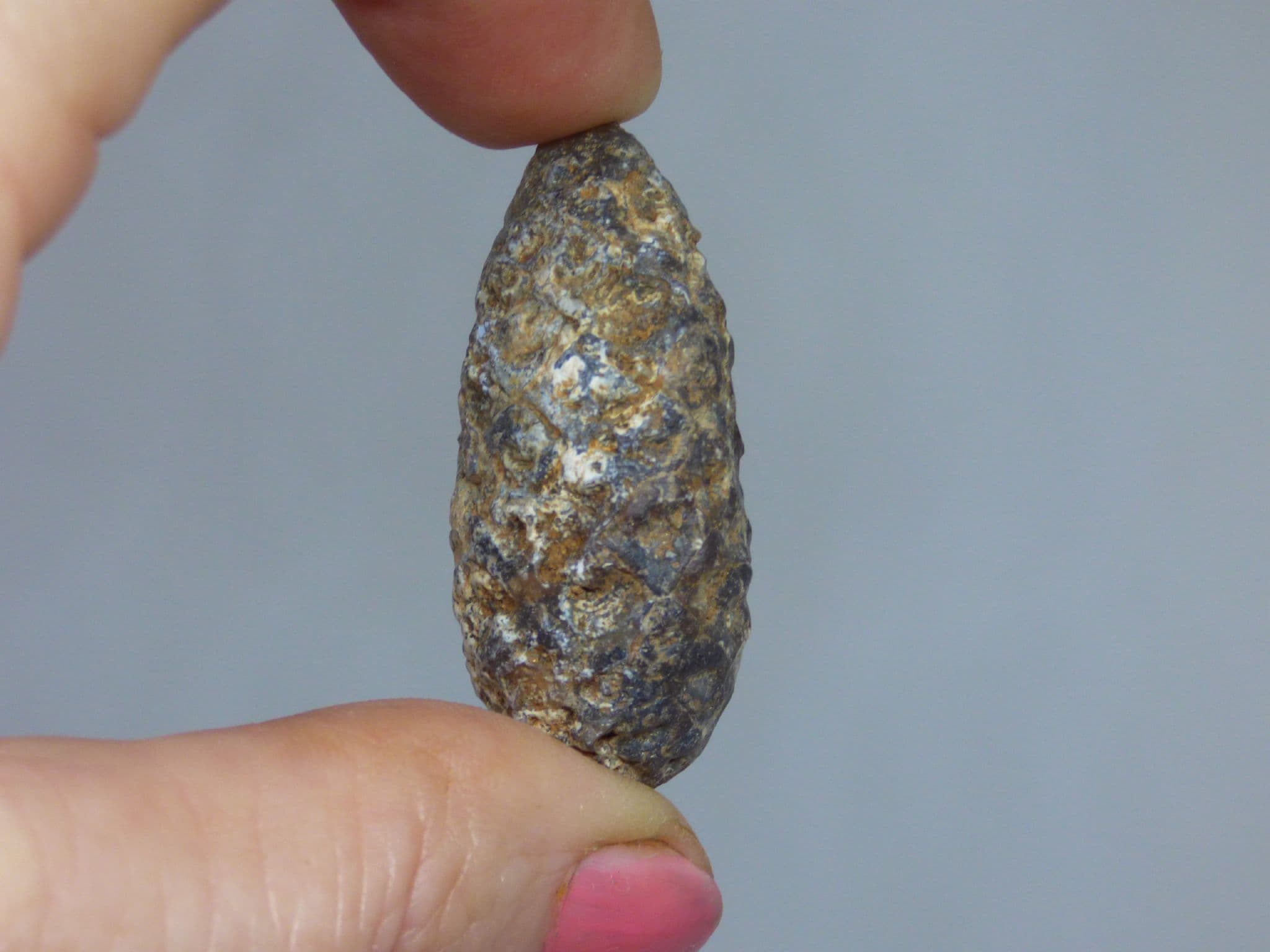 Fossil Pine Cone in Collectors Box 40 MYO Sahara