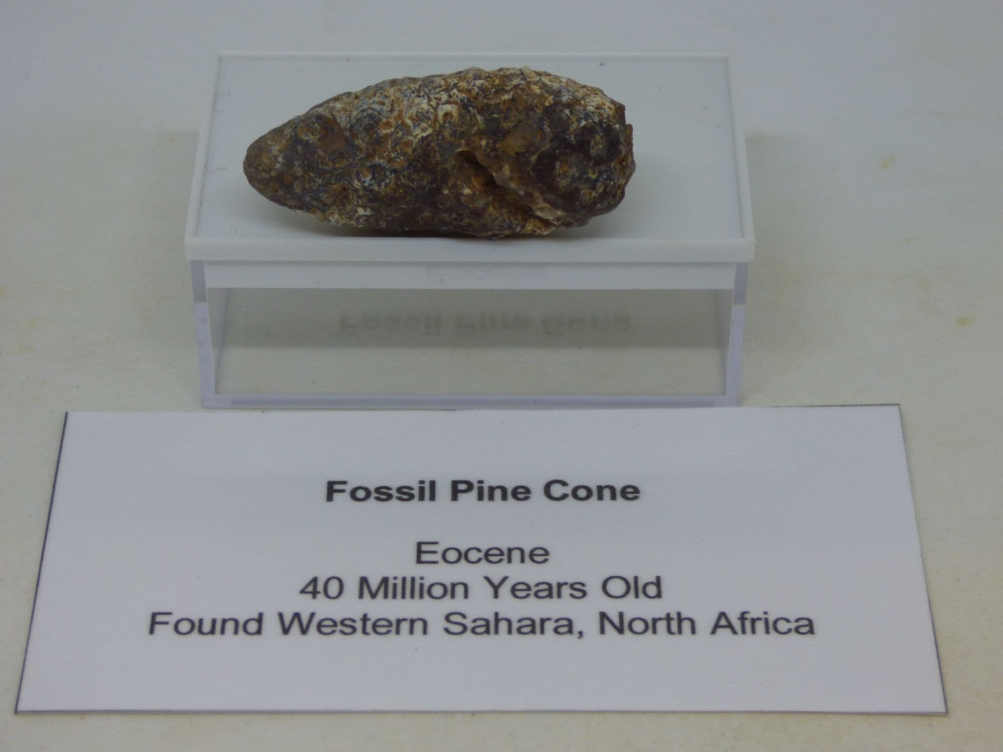 Fossil Pine Cone in Collectors Box 40 MYO Sahara