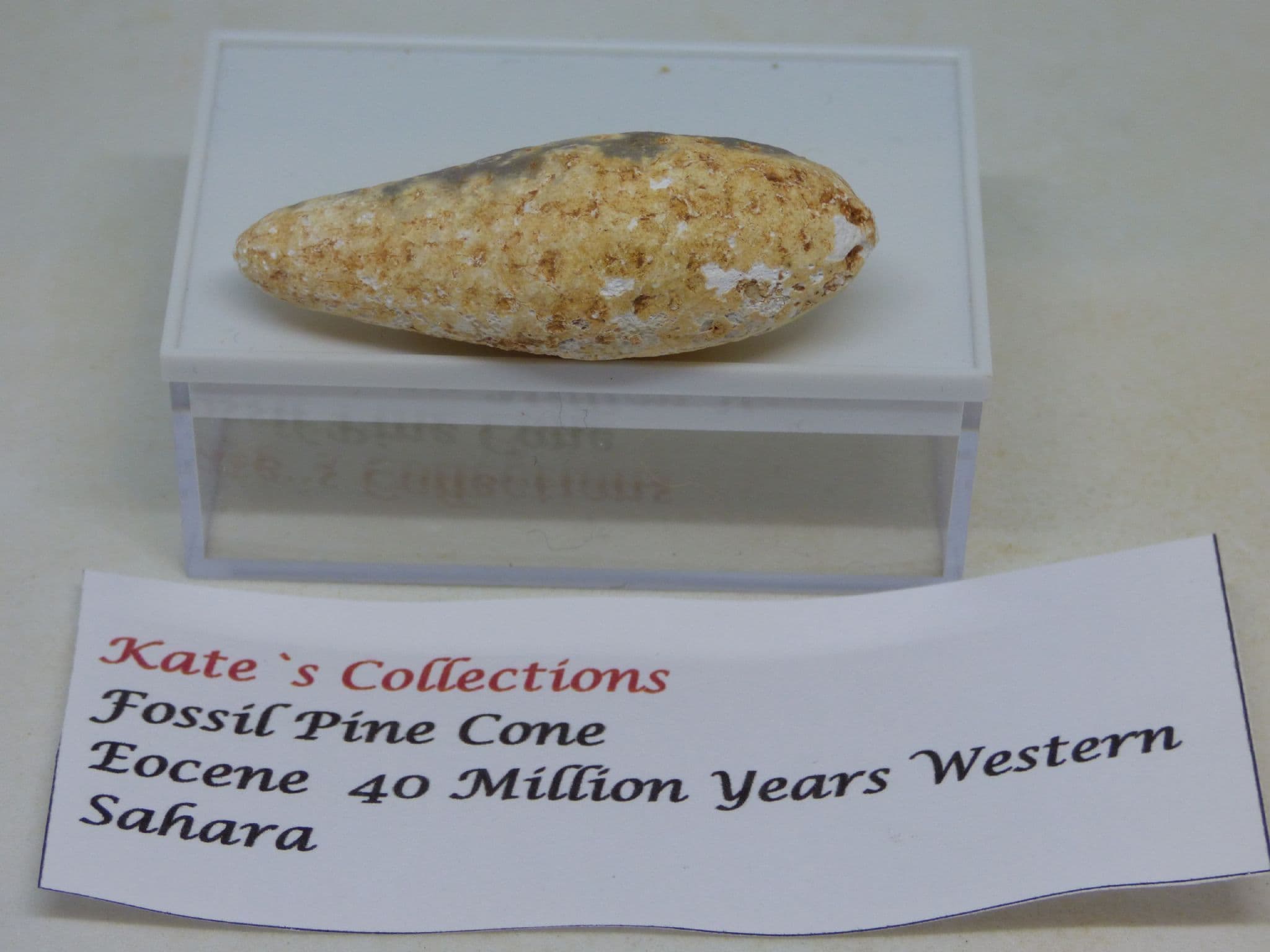 &#x28; AI&#x29;Fossil Pine Cone in Collectors Box 40 MYO Sahara &#x28;1&#x29; &#x28;2&#x29;